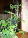 DSC01213.jpg