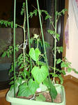 DSC01214.jpg