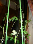 DSC01215.jpg