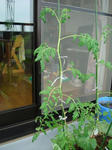 DSC01220.jpg