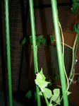 DSC01225.jpg