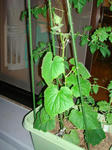 DSC01244.jpg