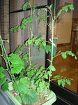 DSC01246.jpg