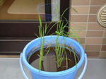 DSC01250.jpg