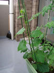 DSC01252.jpg