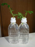 DSC01262.jpg