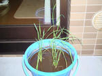 DSC01264.jpg