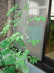 DSC01287.jpg