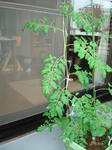 DSC01288.jpg