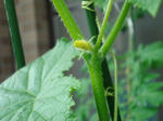 DSC01293.jpg
