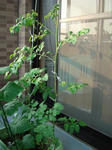 DSC01295.jpg