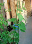 DSC01297.jpg