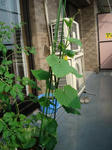 DSC01308.jpg
