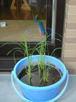 DSC01310.jpg