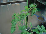 DSC01315.jpg