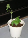 6月27日しそを植えました