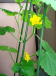 6月30日きゅうりの雄花その1