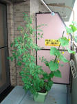 7月2日のトマトとプチトマトときゅうり