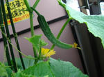 7月4日朝のきゅうり