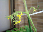 7月9日トマトの花
