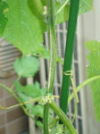 7月11日午前きゅうりの茎割け部分