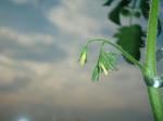 7月12日わき芽が成長してつぼみができました2