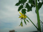 7月14日プチトマトの花が咲きました