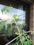 7月19日トマトの実