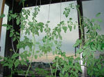 7月19日ペットボトル水耕栽培のトマトの花