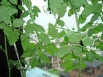8月2日出窓のペットボトル水耕栽培トマトとプチトマトの実1