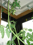 8月2日出窓のペットボトル水耕栽培トマトとプチトマトの実2