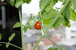 8月13日出窓のペットボトル水耕栽培トマトの実1