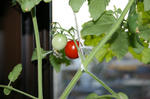 8月14日出窓のペットボトル水耕栽培プチトマトの実1