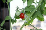 8月15日出窓のペットボトル水耕栽培、収穫前のプチトマトの実1