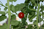 8月15日出窓のペットボトル水耕栽培、収穫前のプチトマトの実2