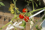 8月26日プランター栽培、収穫前のプチトマトの実