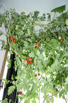 8月28日出窓のペットボトル水耕栽培、収穫前のプチトマト