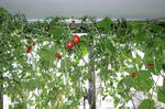 8月3日出窓のペットボトル水耕栽培、収穫前のトマトとプチトマトの実