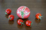 9月3日出窓のペットボトル水耕栽培、収穫後のトマトとプチトマトの実