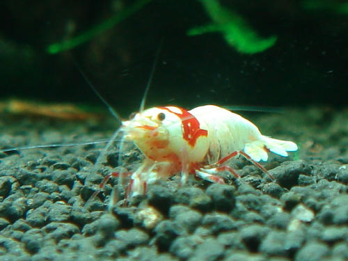 44235f2c.JPG