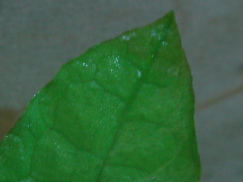 DSC05273.JPG