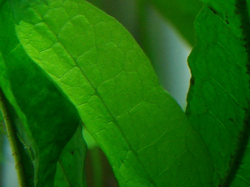 39d414f6.JPG