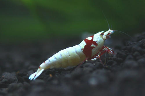 IMG_3797.JPG