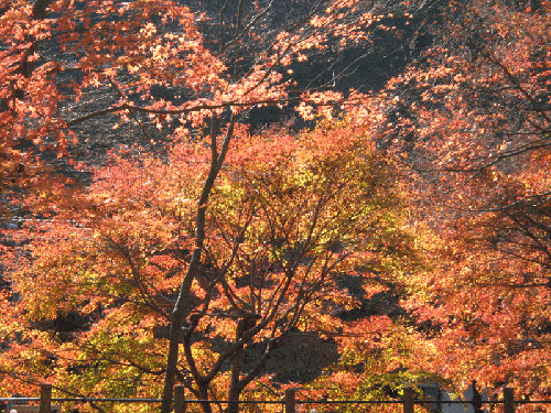 紅葉