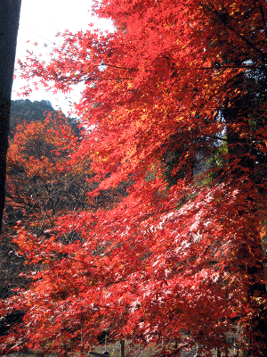 紅葉
