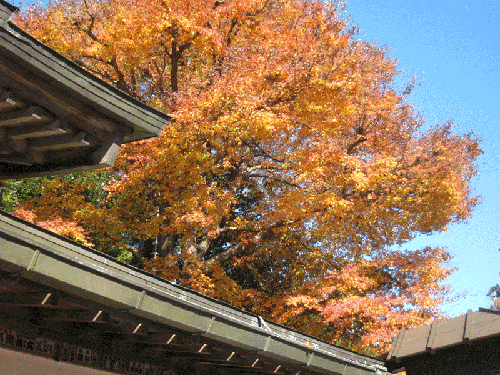 紅葉