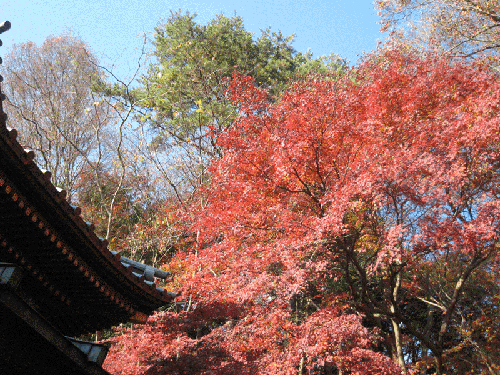 紅葉