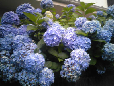 SH350775.JPG