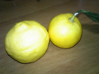 SH350445.JPG