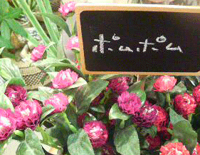 PO1.gif